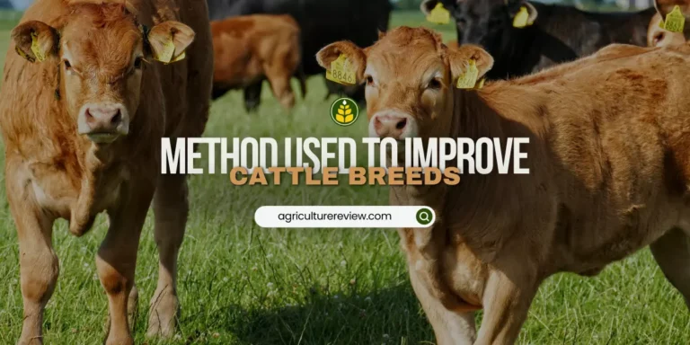 Which method is commonly used for improving cattle breeds and why?