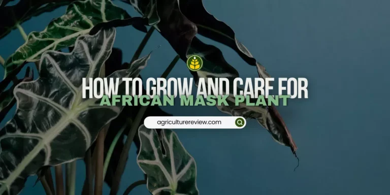 African Mask Plant Care Guide
