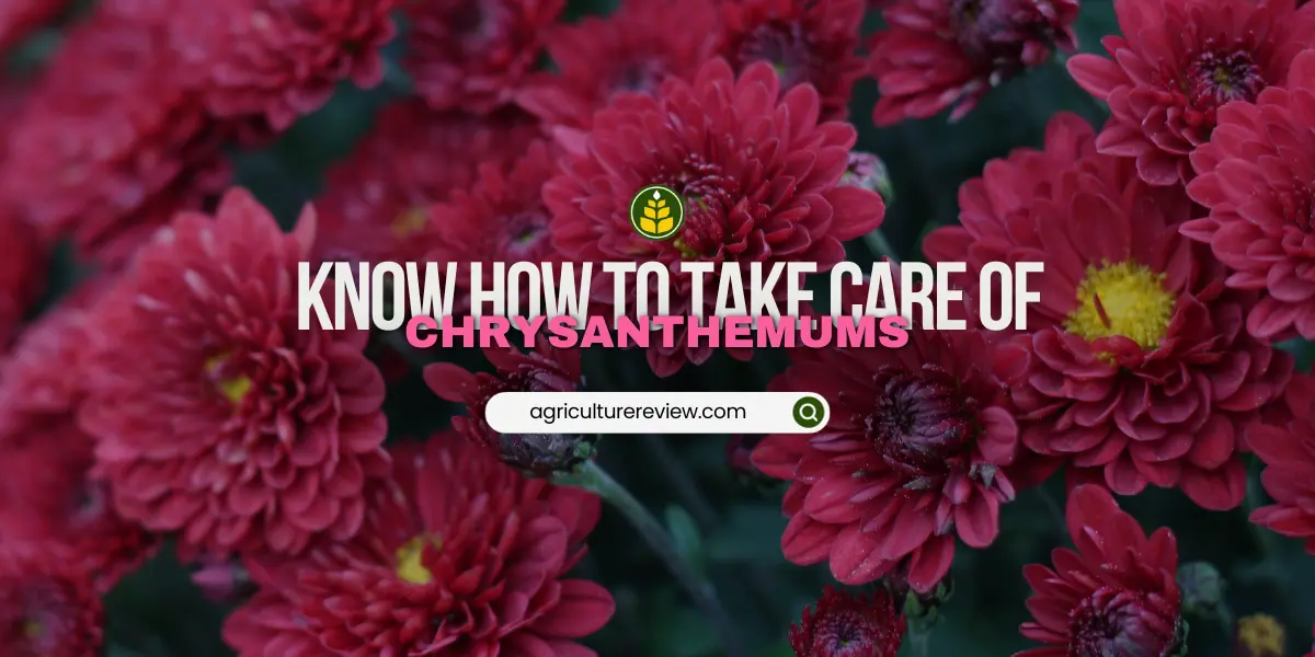 care-for-chrysanthemum