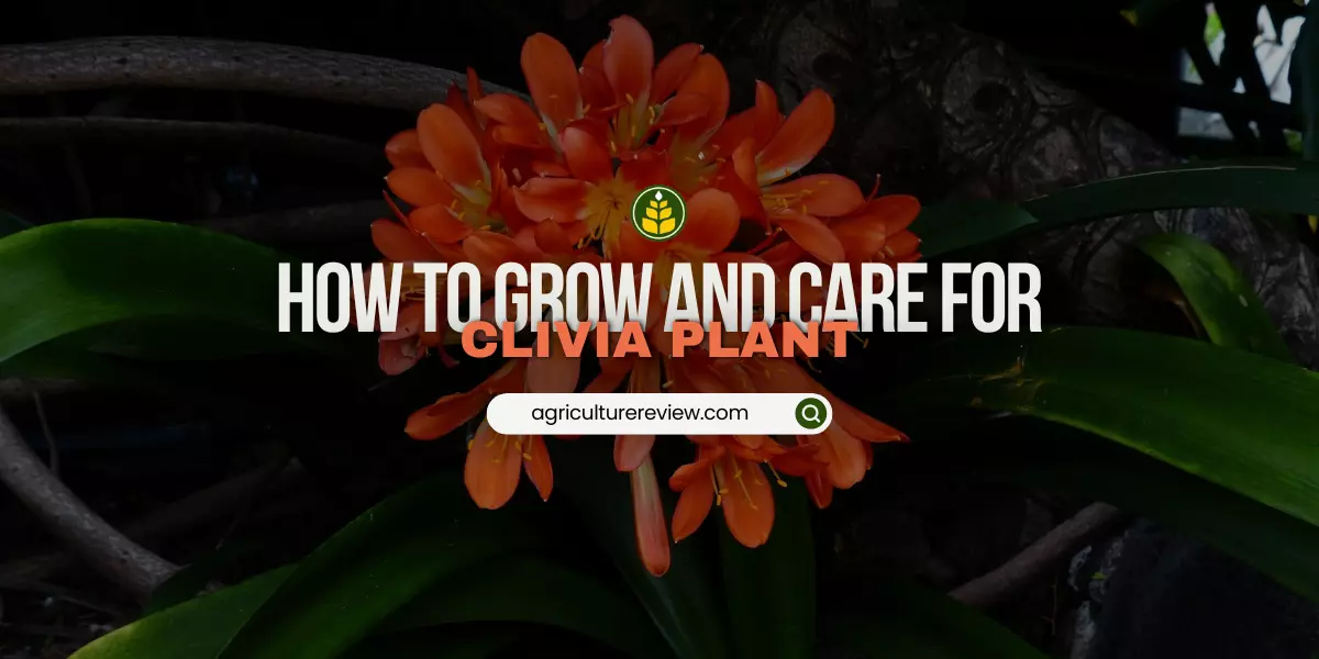 Clivia Plant Care Guide: Gardening Tips & Advice - Agriculture Review