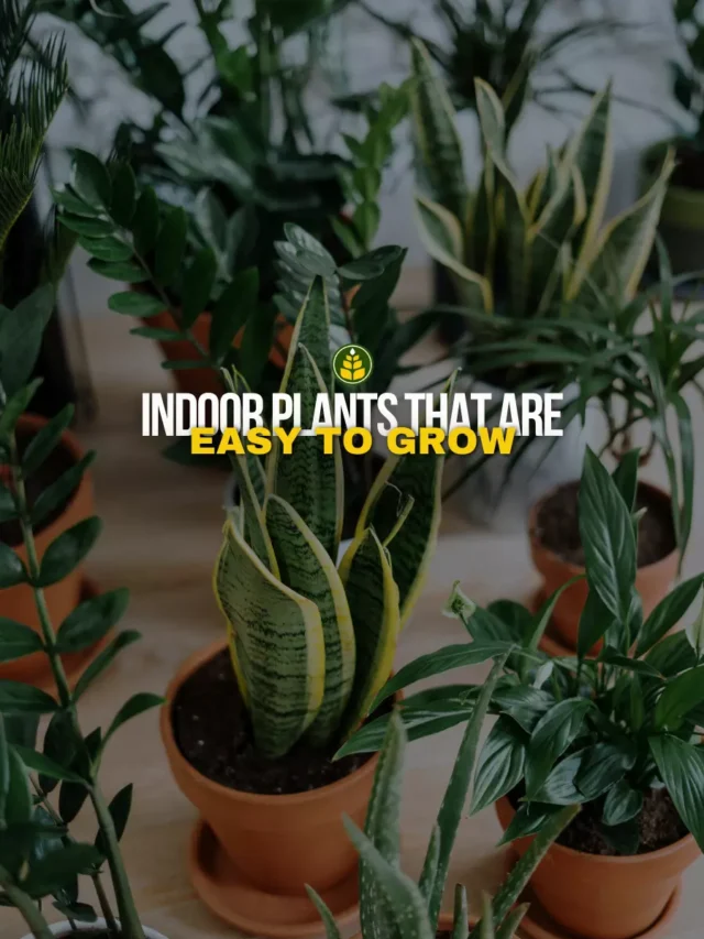 10-indoor-plants-which-are-easy-to-take-care-of