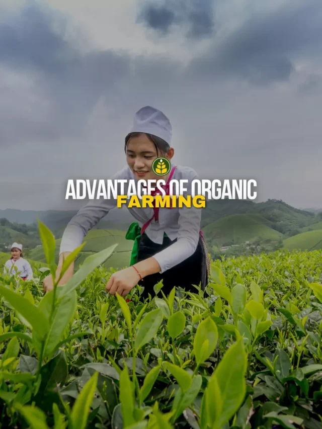 5-advantages-of-organic-farming