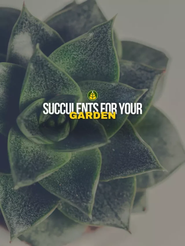 5-attractive-indoor-succulents-for-your-home