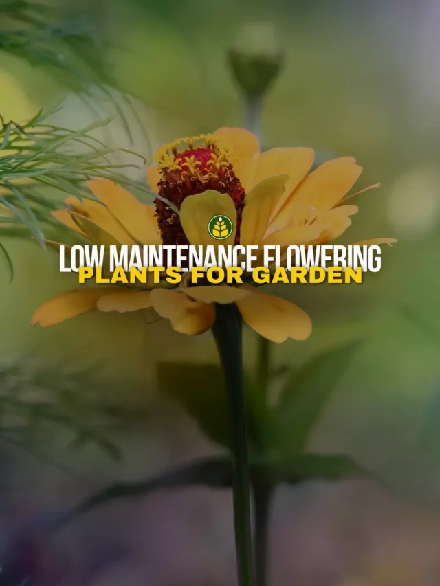 5-low-maintenance-flowering-plants-for-your-garden