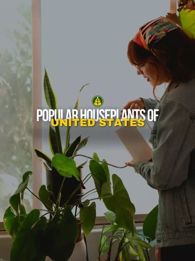 5-most-popular-houseplants-of-the-united-states