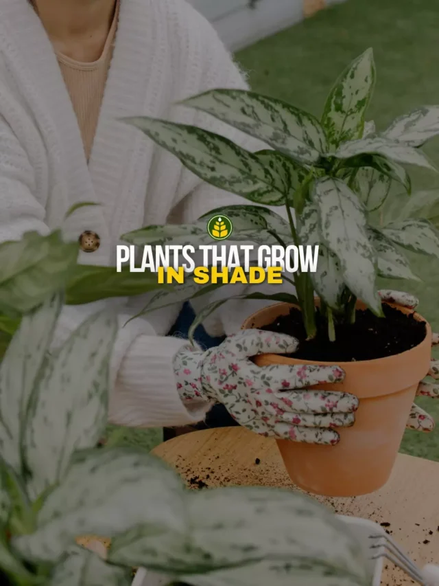 5-plants-that-you-can-grow-in-full-shade