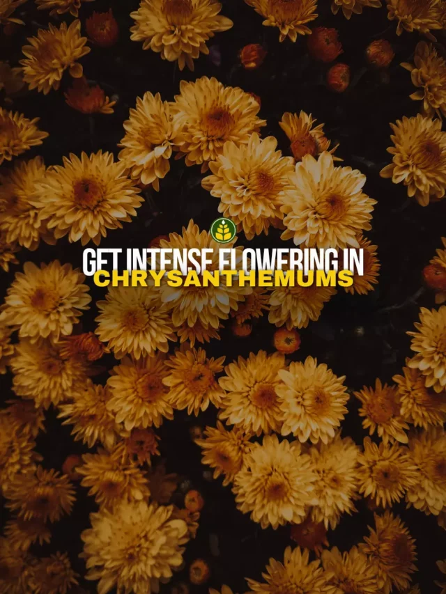 do-this-to-get-heavy-blooming-in-chrysanthemums-this-winter