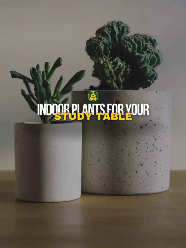 top-5-plants-that-you-must-have-in-your-study-room