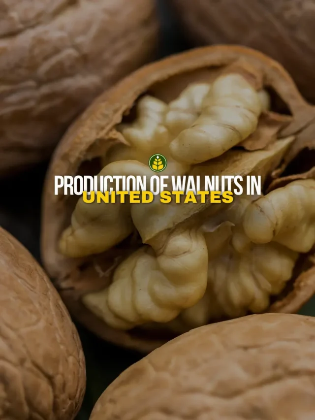 where-are-walnuts-cultivated-in-the-united-states