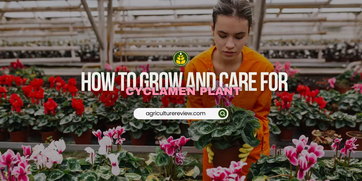 cyclamen-how-to-grow-care