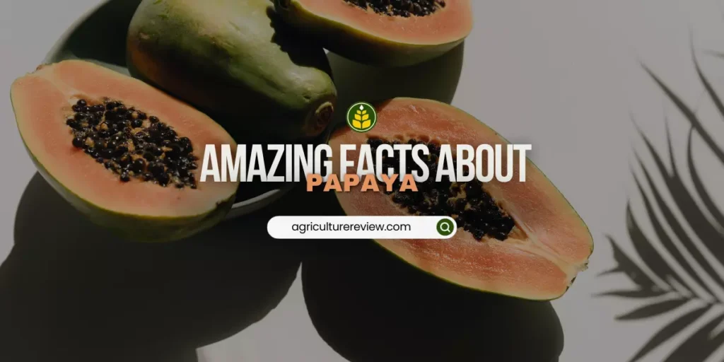 facts about papaya
