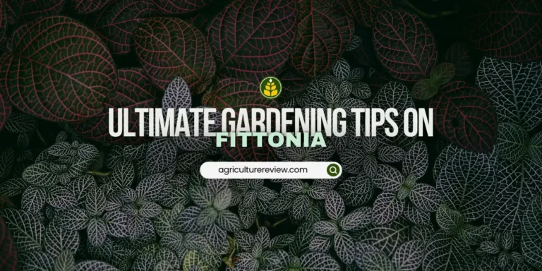 How To Grow & Care For Fittonia (Nerve Plant)