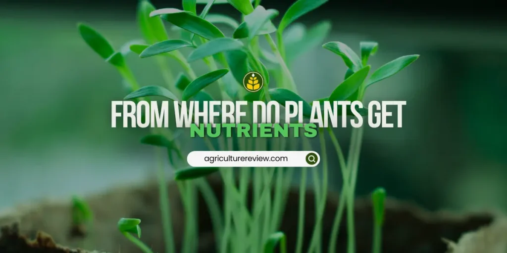 how-do-plants-get-nutrients
