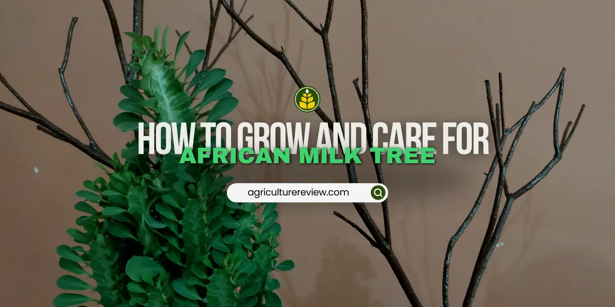 how-to-grow-care-for-african-milk-tree-euphorbia-trigona-plant
