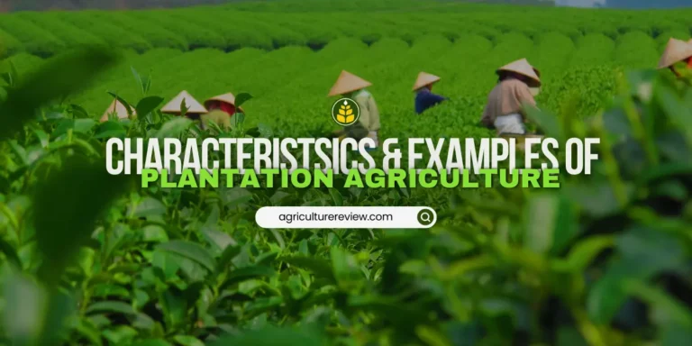 Main Characteristics Of Plantation Agriculture & Examples
