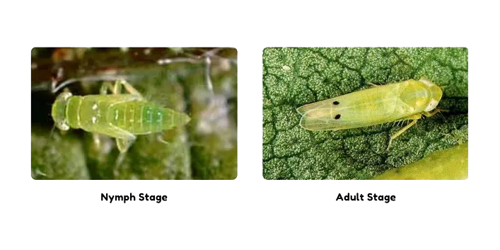nymph-adult-stage-of-jassids
