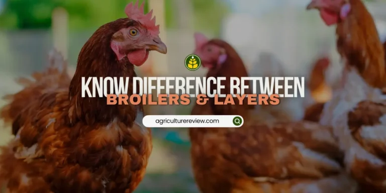 What are the differences between broilers and layers and in their management?
