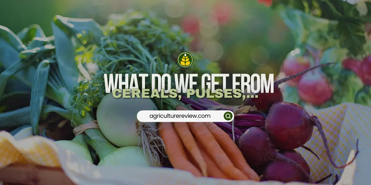 what-do-we-get-from-cereals-pulses-fruits-and-vegetables
