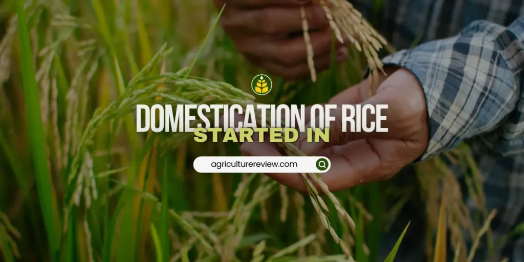 where-was-rice-domesticated