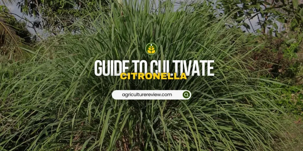 citronella-farming-guide-for-optimum-yield