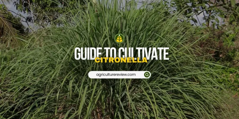 Citronella Farming Guide For Optimum Yield