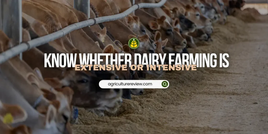 is dairy farming intensive or extensive