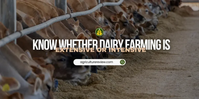 Is dairy farming intensive or extensive?