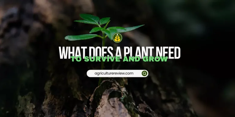 What does a plant need to survive and grow?