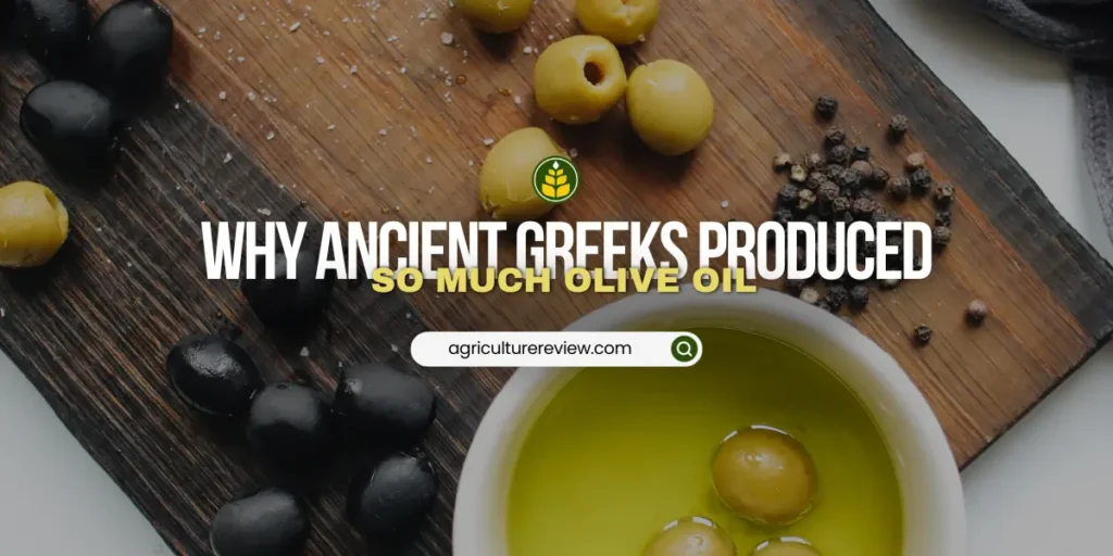 what-is-a-reason-why-the-ancient-greeks-produced-so-much-olive-oil