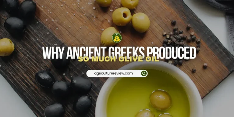 What is a reason why the ancient Greeks produced so much olive oil?