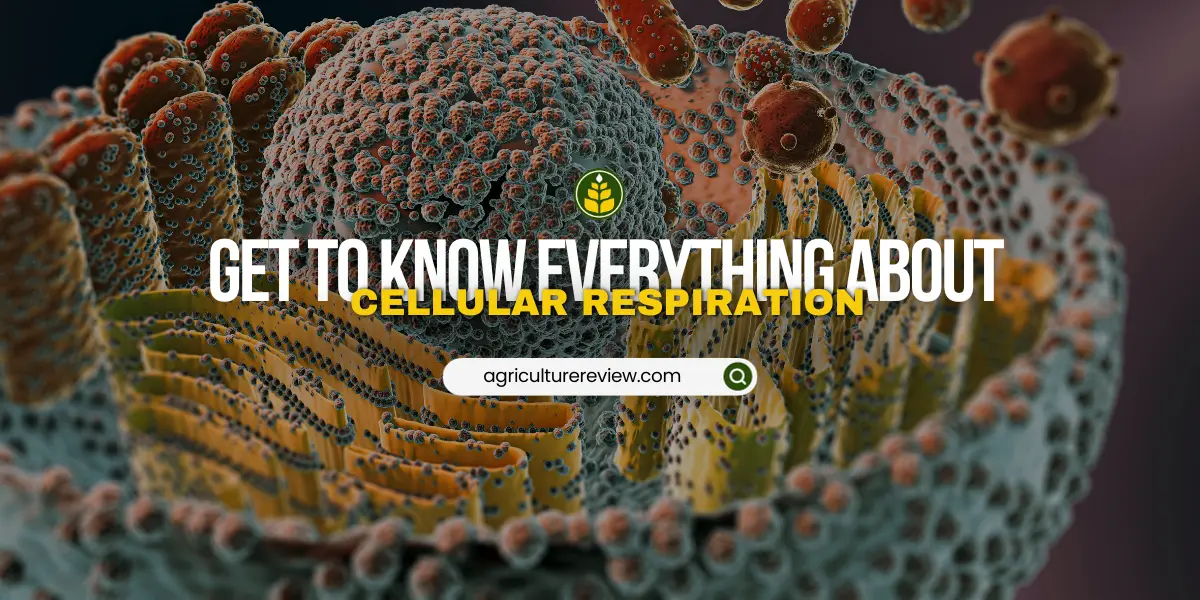 what-is-cellular-respiration