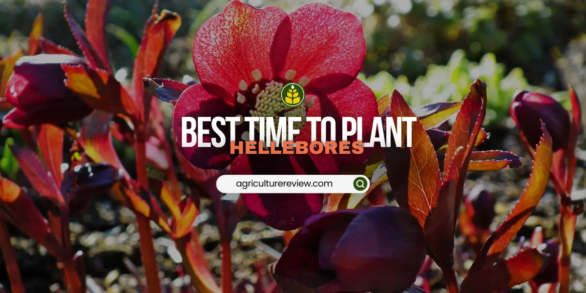 when-to-plant-hellebores