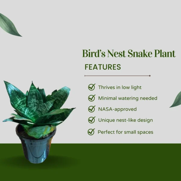 features-of-bird-nest-snake-plant