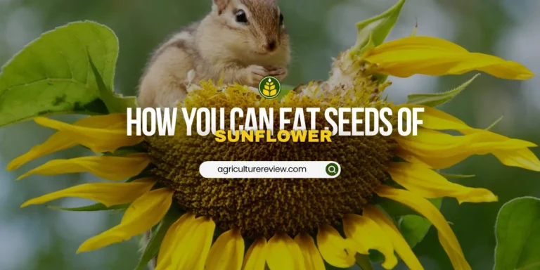 How To Eat Sunflower Seeds?