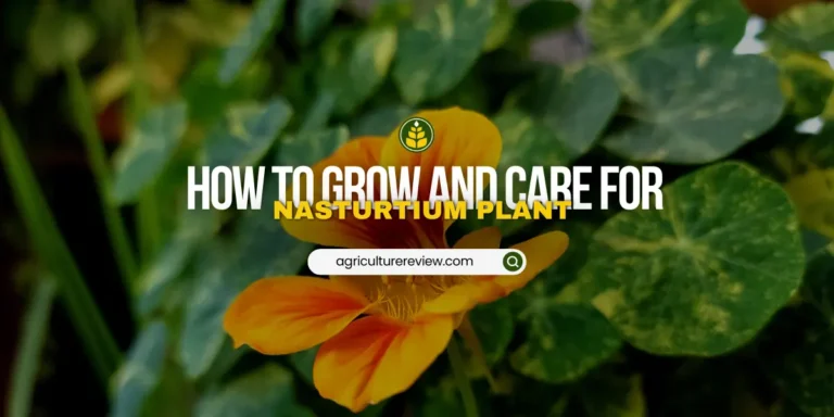 How To Grow & Care For Nasturtium Flowering Plant