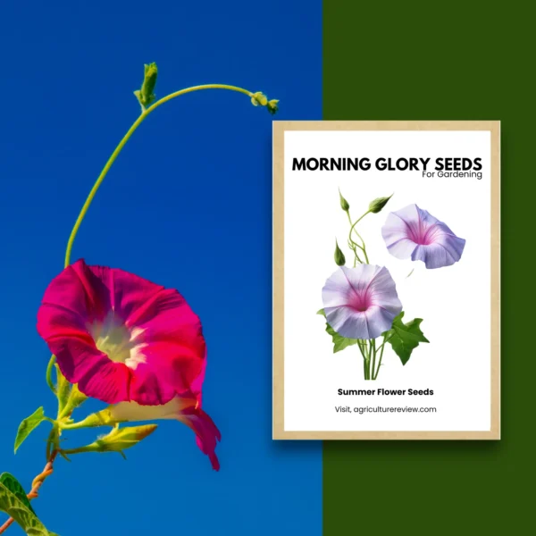 morning-glory-flower-seeds-for-gardening