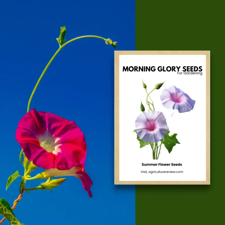 Ipomea Morning Glory Flower Seeds For Gardening