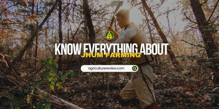 What Is Jhum Farming?