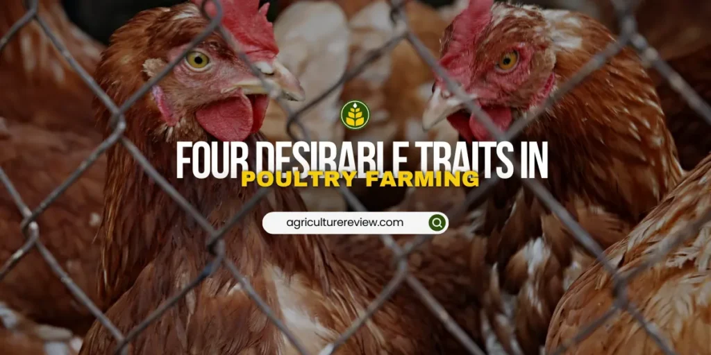 write-four-desirable-traits-in-poultry-farming