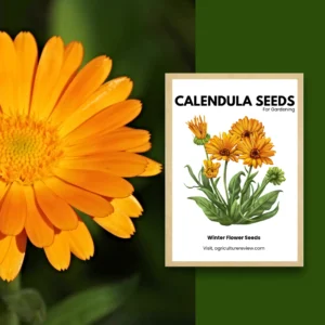 calendula-seeds