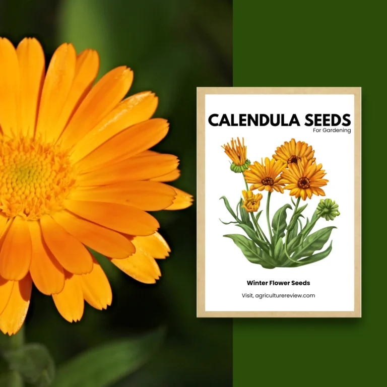 High Quality Calendula Seeds For Sale