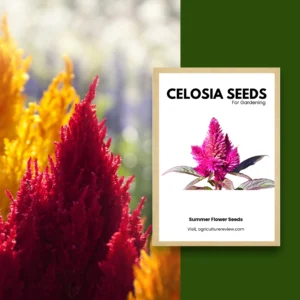 celosia-seeds