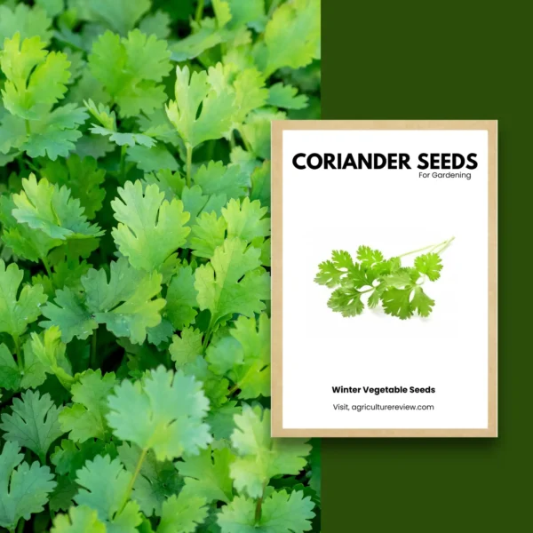 coriander-seeds-for-gardening