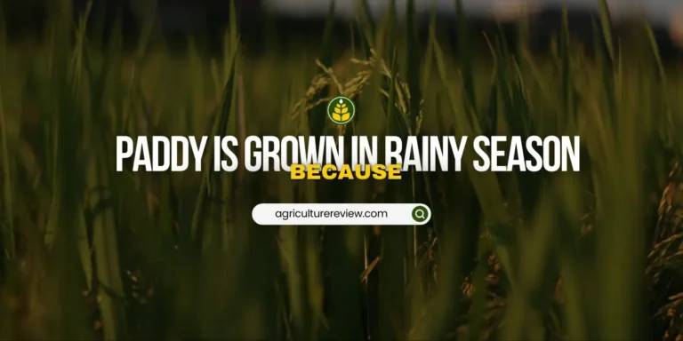 Paddy Is Grown In Rainy Season Because