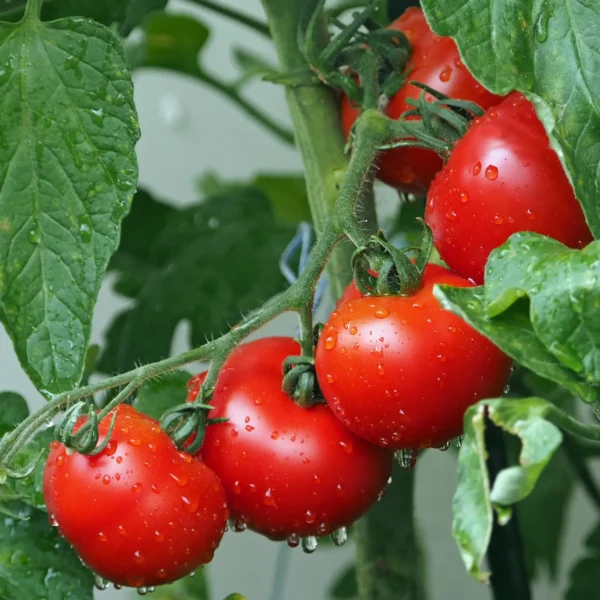 results-of-fertilizers-on-tomato-plants