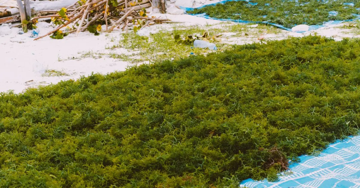 seaweed-farming