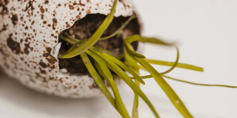 do-eggshells-really-help-plants-grow