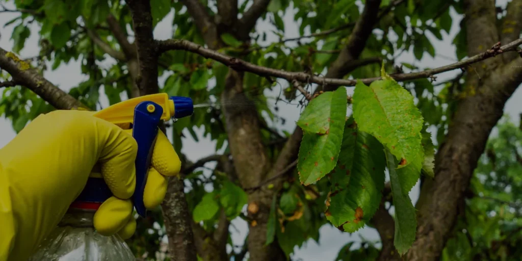 farming-crosswords-daily-crop-disease-symptoms