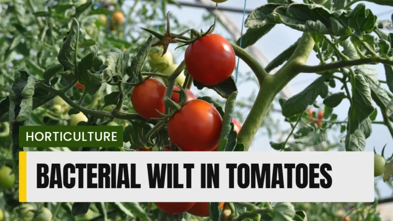 integrated-disease-management-for-bacterial-wilt-in-tomato
