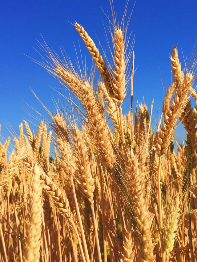 When are Rabi Crops Sown?